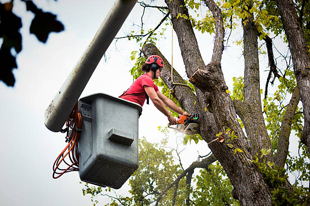 Best Tree Trimming and Pruning  in Garretson, SD